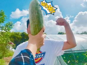 吃瓜打麻将网红叫什么,揭秘网红“吃瓜打麻将”的传奇人生