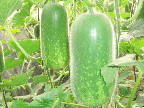 吃瓜网629,揭秘娱乐圈背后的惊人真相