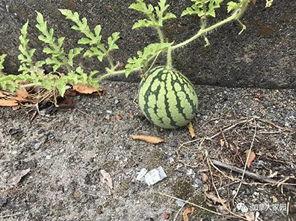 网红吃瓜爆料历史,揭秘娱乐圈那些不为人知的幕后故事