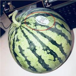 网红吃瓜ss,揭秘娱乐圈幕后真相