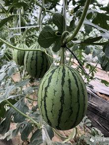 吃瓜四大网红是谁,瓜田里的风云人物